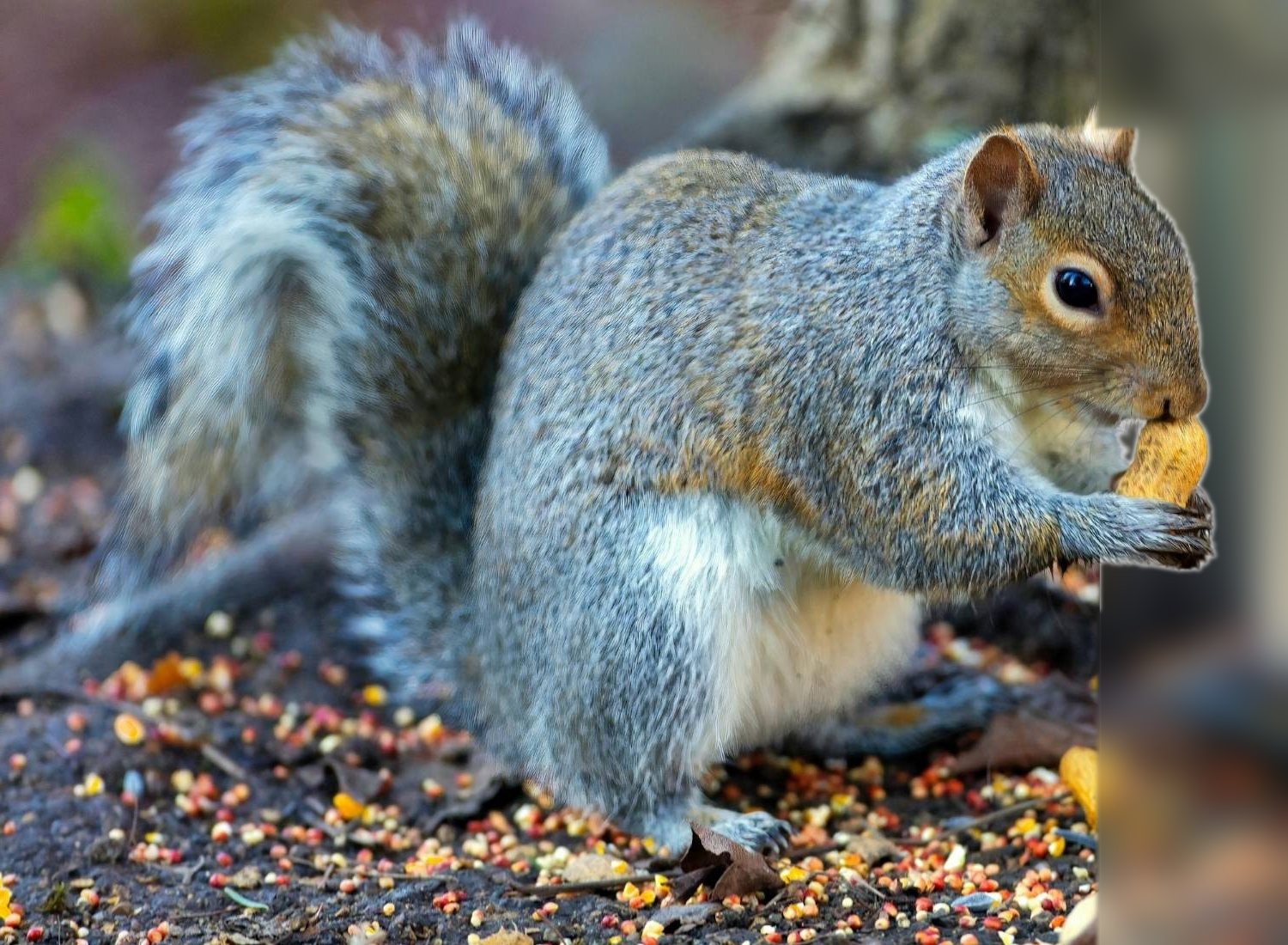 A grey squirrel eating a peanut on the ground among scattered seed