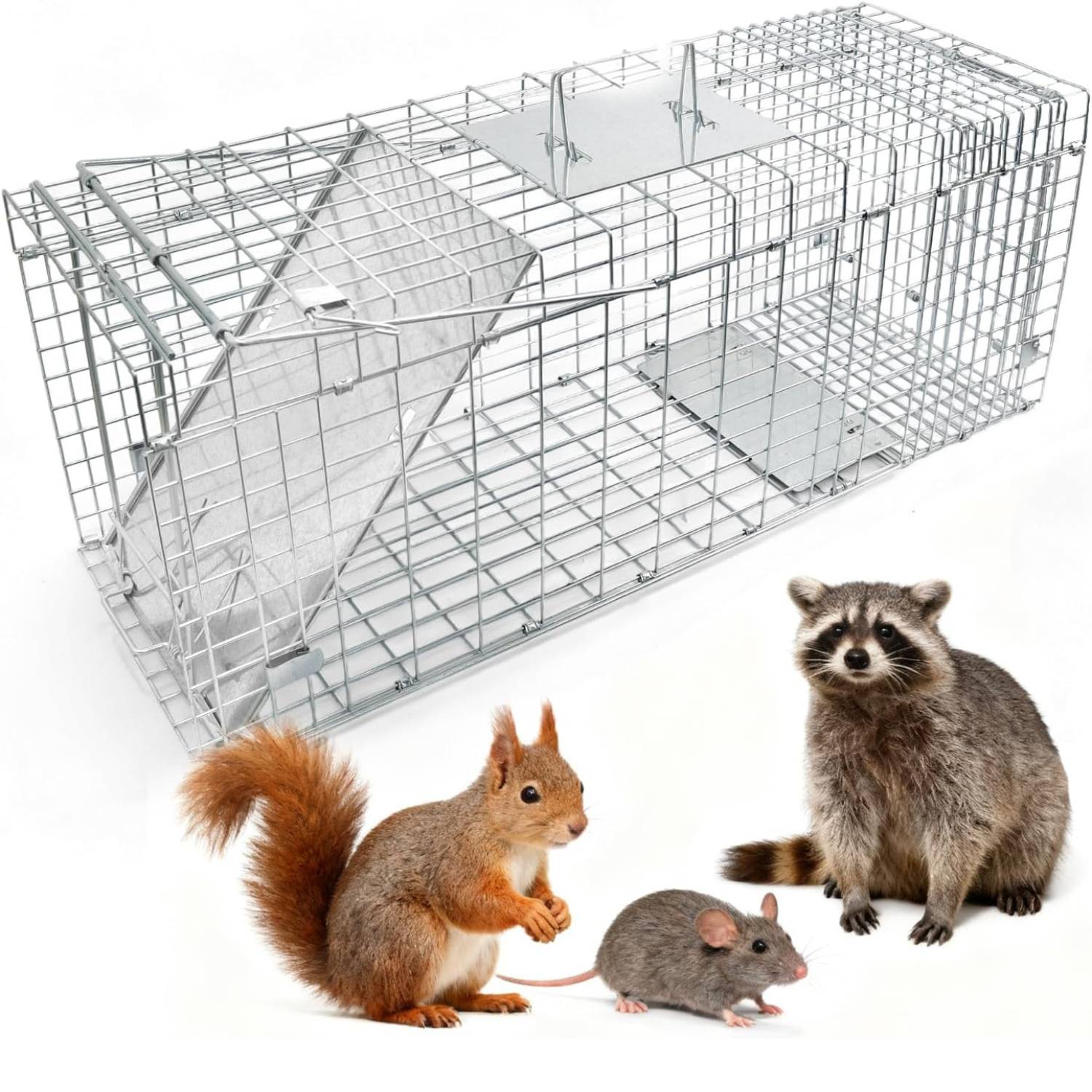 Squirrel Trap