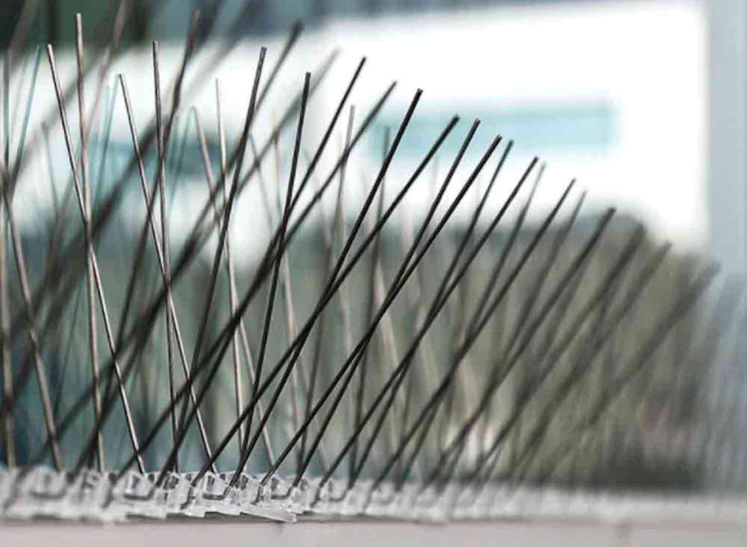 Anti Squirrel Spikes: image 3