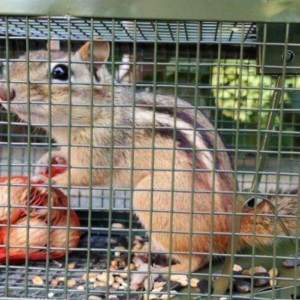 how to get rid of squirrel pests